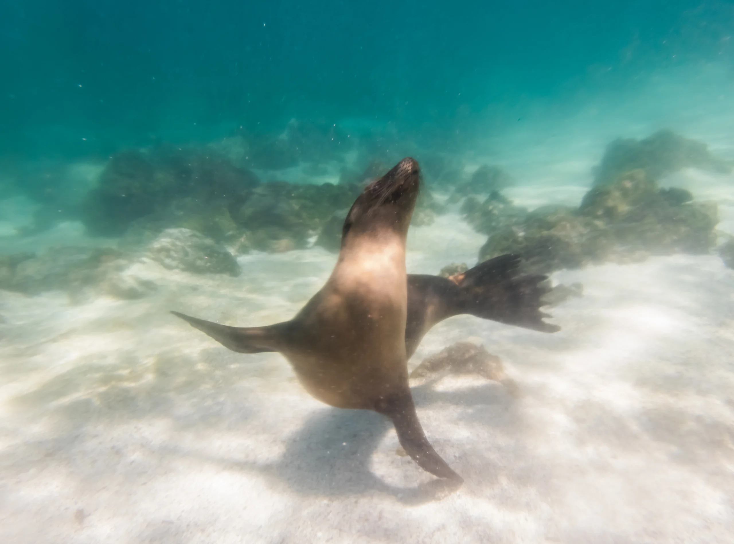 Galápagos Islands, Ecuador