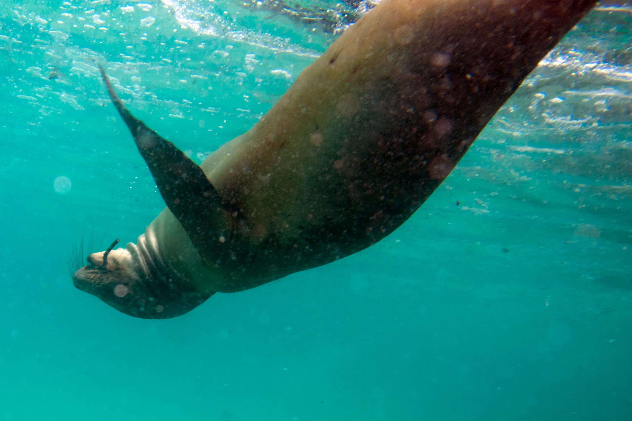 Galápagos Islands, Ecuador