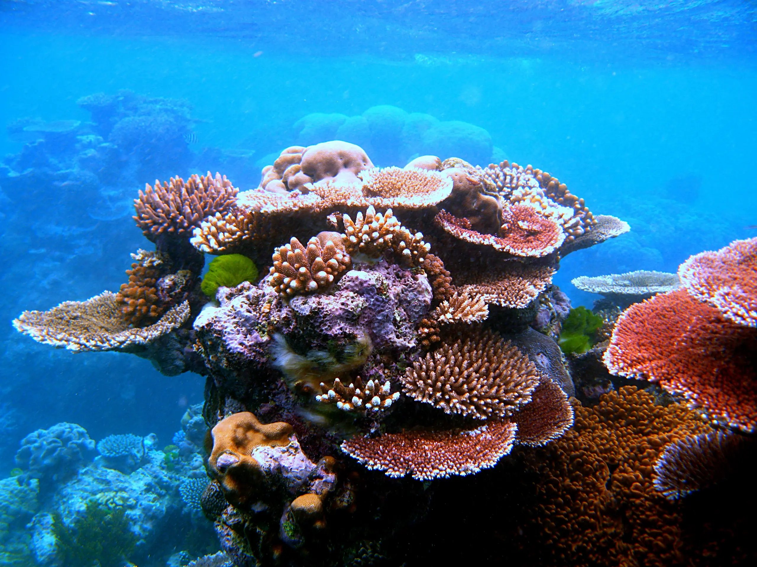 Great Barrier Reef, Australia