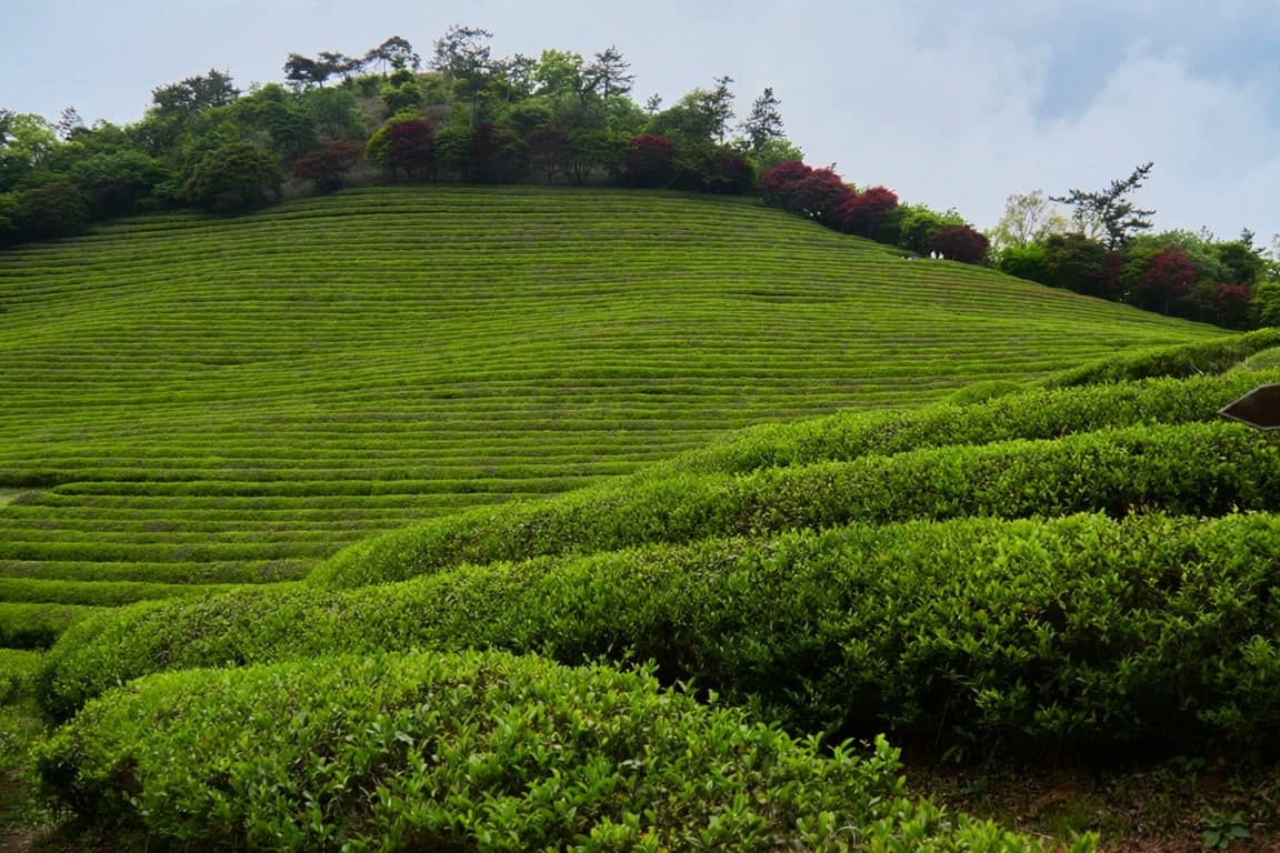 Boseong Tea Fields