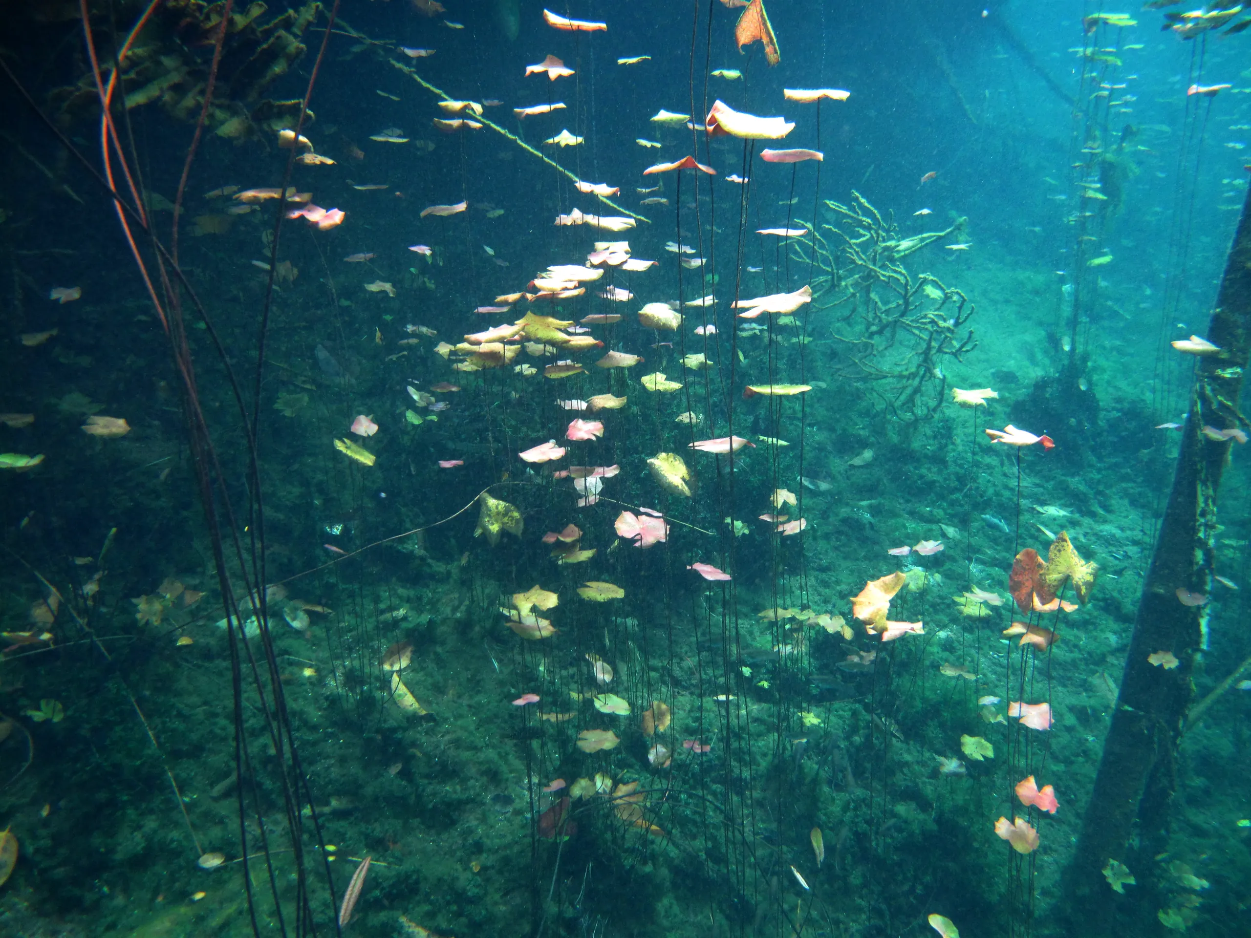 Tulum Cenotes, Mexico
