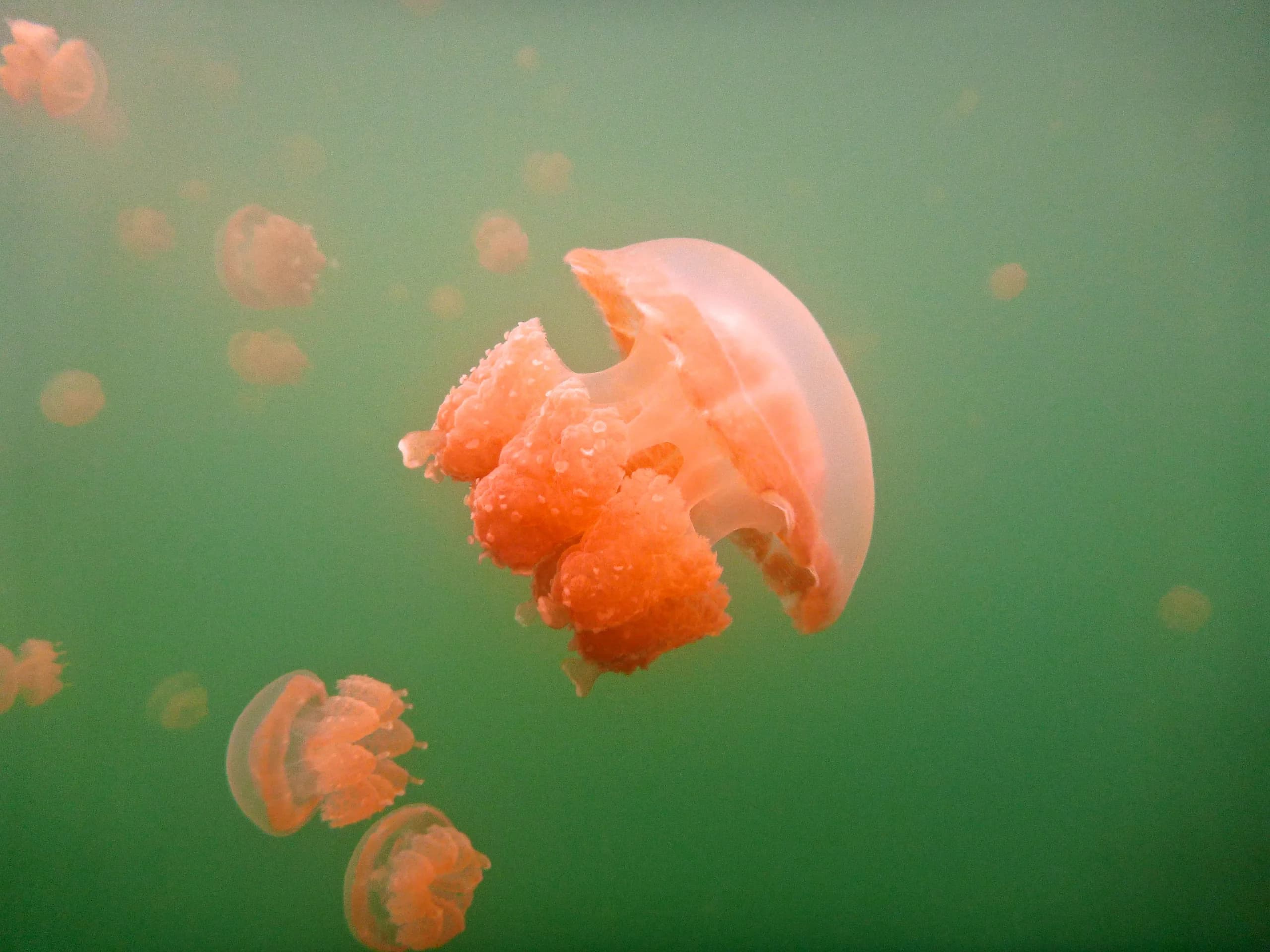 Jellyfish Lake, Palau