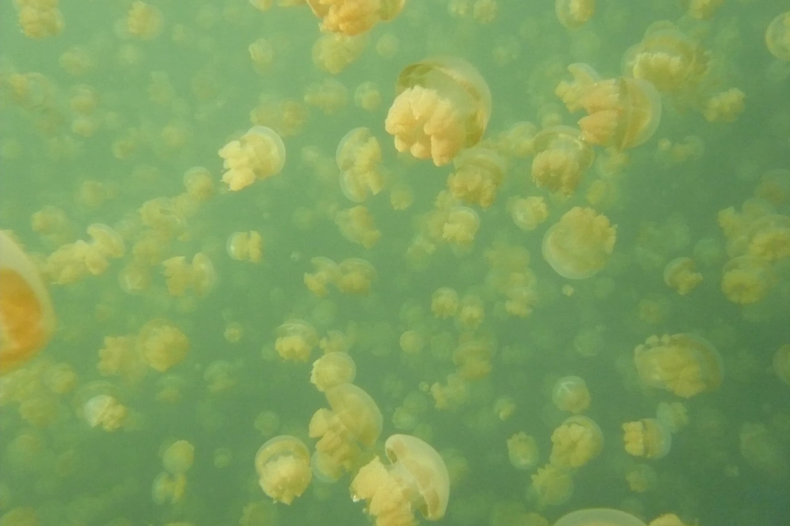 Jellyfish Lake, Palau