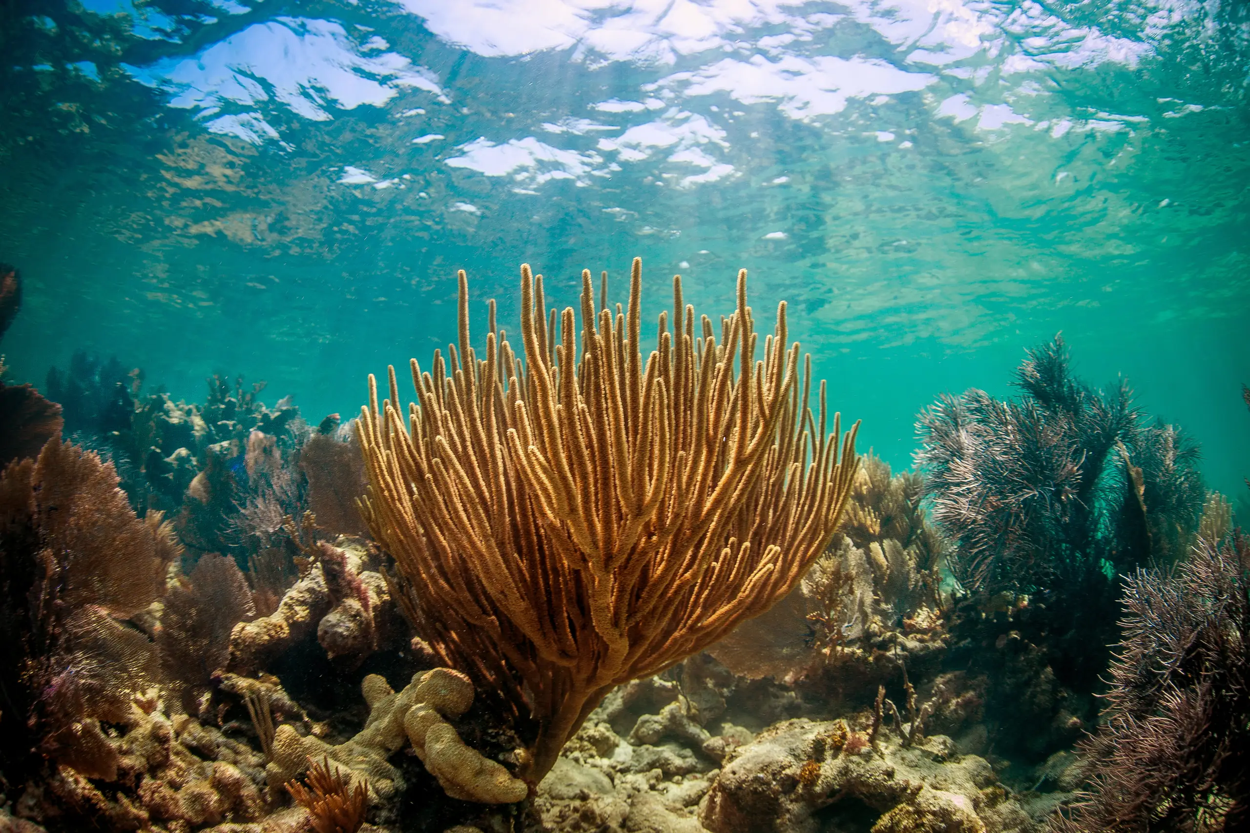 Florida Keys Reef, United States