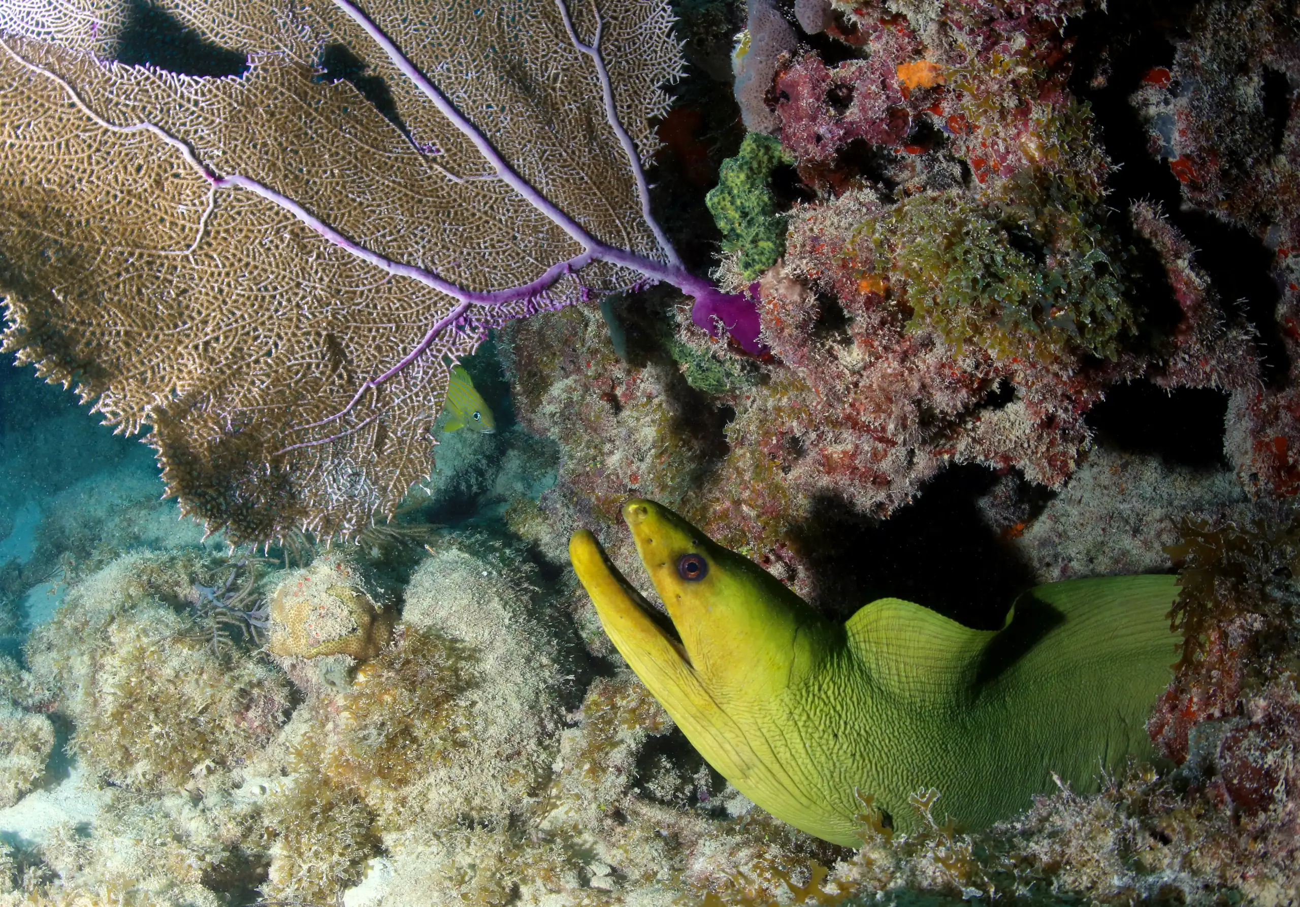 Florida Keys Reef, United States